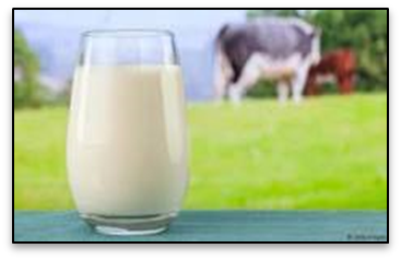 Dairy: Why It Should Be Avoided at All Costs- The Truth